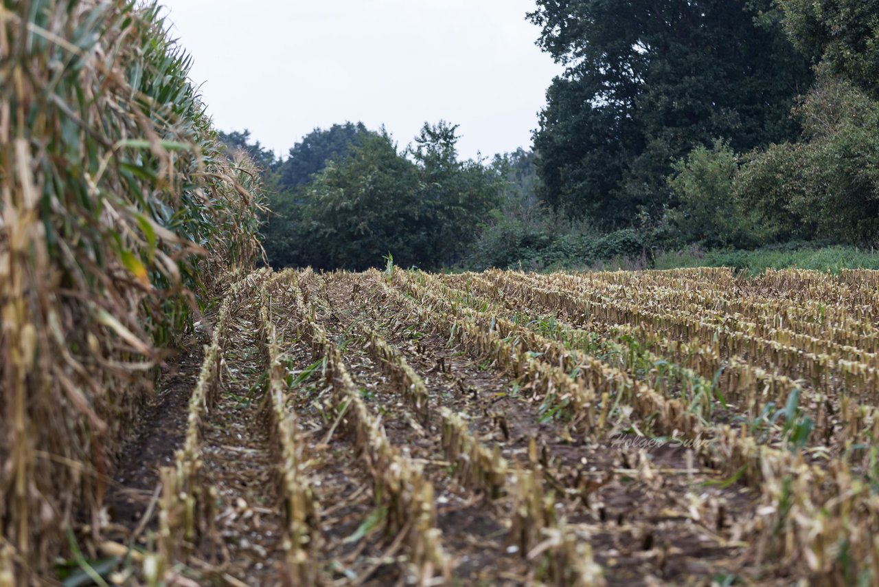 Bild 211 - Maisernte